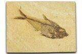 Detailed Fossil Fish (Diplomystus) - Wyoming #384485-1
